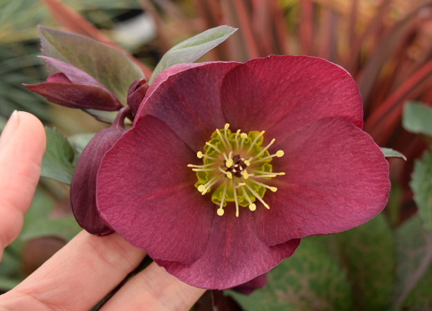 helleborus anna's red flower 021516 058