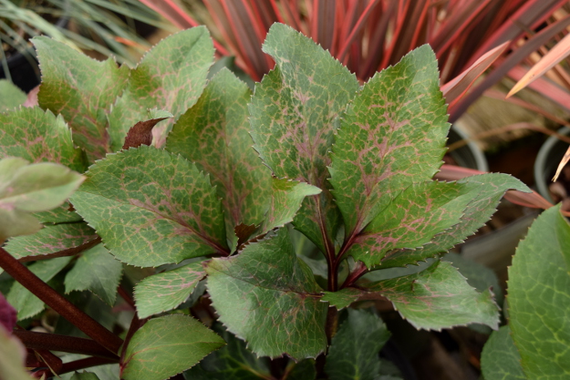 helleborus anna's red leaves 021516 055