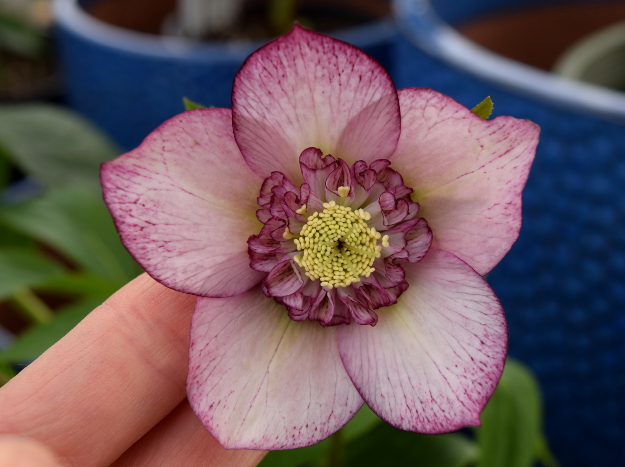 helleborus cherry blossom winter jewels 021516 052