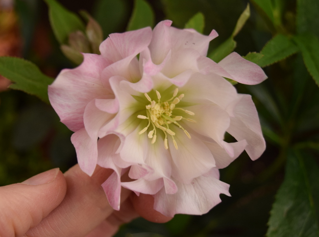 helleborus cotton candy winter jewels 021616 012