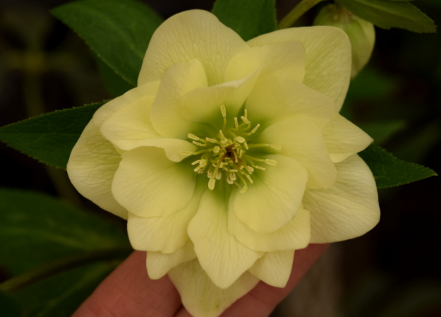 helleborus golden lotus winter jewels 021616 073