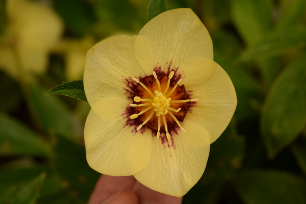 helleborus golden sunrise winter jewels 021616 075