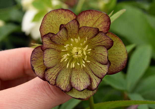 helleborus jade tiger winter jewels 021516 044