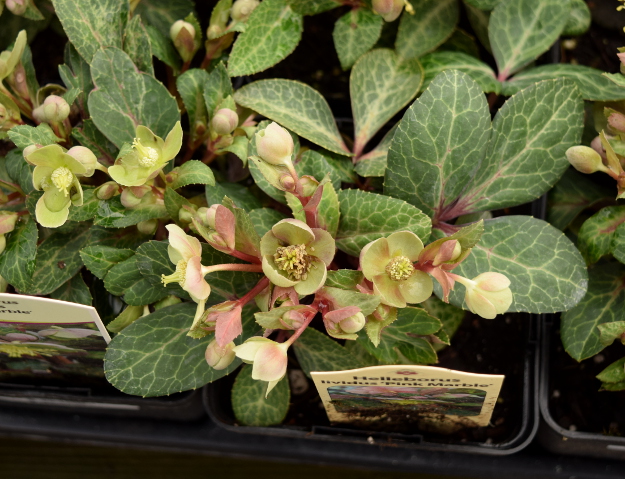 helleborus lividus pink marble 021516 011