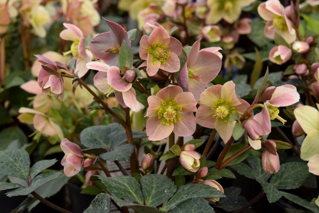 helleborus merlin hgc gold collection 021516 110