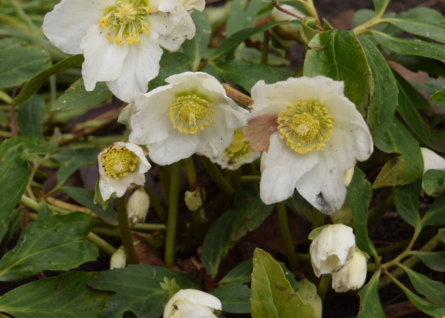 helleborus niger 122615 149