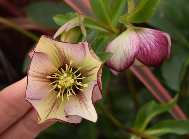 helleborus picotee lady both sides 021516 104