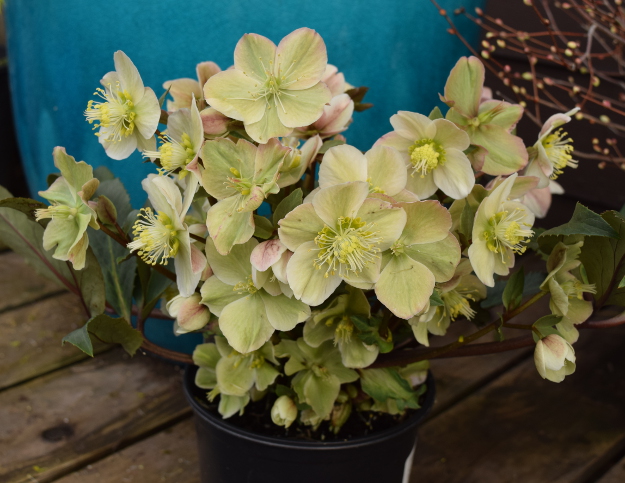 helleborus shooting star hgc gold collection 021516 156