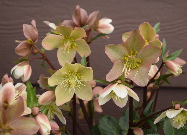 helleborus sparkle hgc gold collection 021516 162