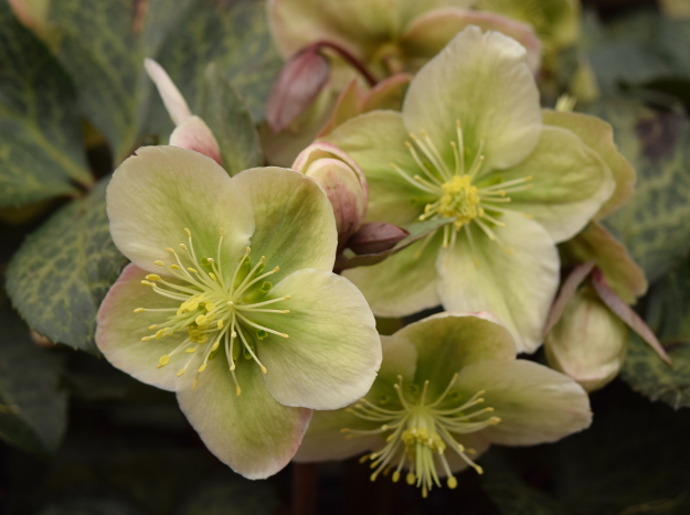 helleborus winter moonbeam flowers 021616 030