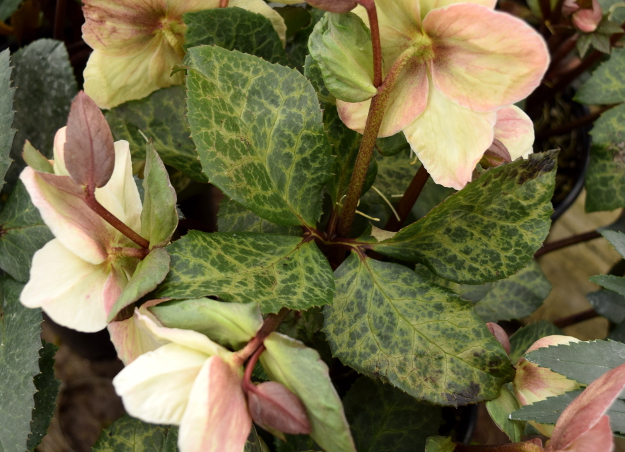 helleborus winter moonbeam leaves 021516 091