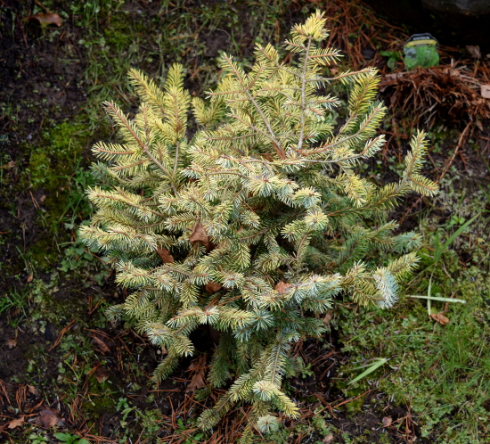 the golden spruce oregon garden 011516 217