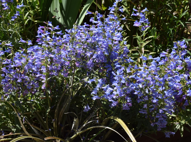 Penstemon_Electric_Blue_053015_126_AC