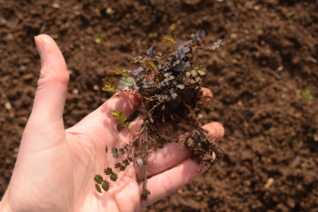 irishman's cuttings acaena purpurea 031616 031