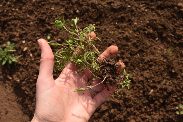 irishman's cuttings arenaria montana 031616 040