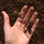 Irishman's Cuttings: Easy Plant Propagation