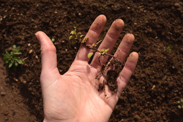 irishman's cuttings golden oregano 031616 050