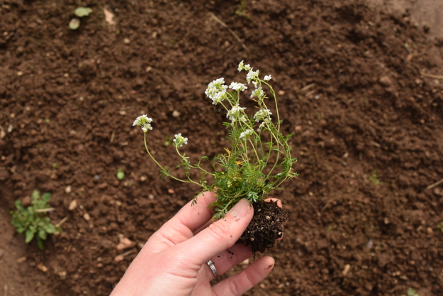 irishman's cuttings hutchinsia alpina 031616 067