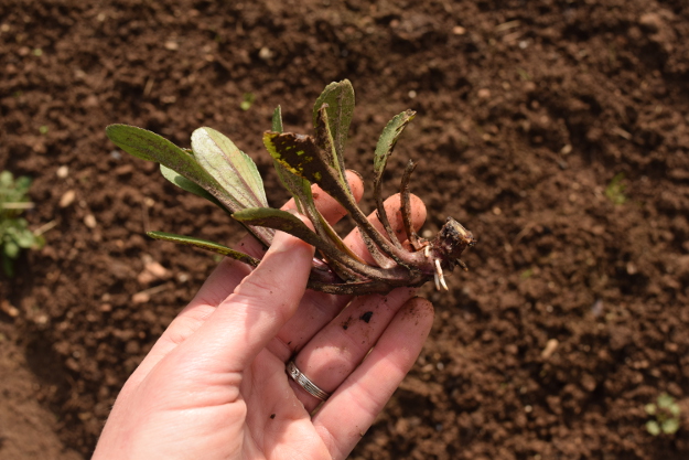 irishman's cuttings leucanthemum shasta daisy 031616 042