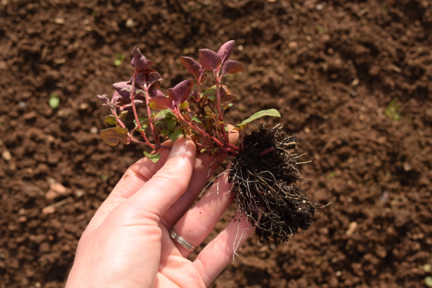 irishman's cuttings lysimachia congestiflora 031616 027