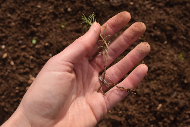 irishman's cuttings penstemon pinifolius 031616 019