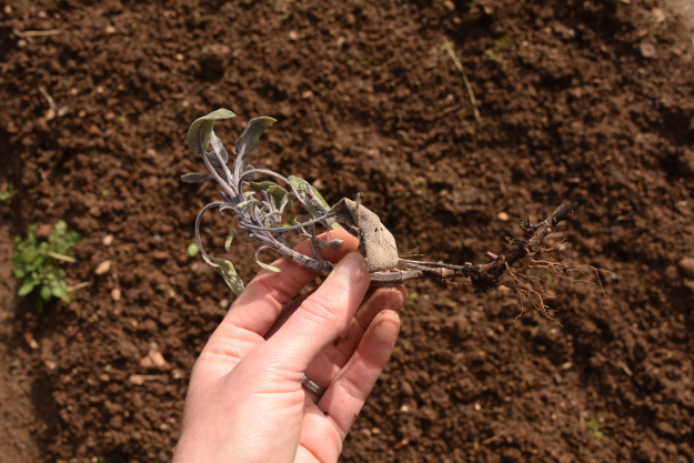 irishman's cuttings salvia officinalis purple sage 031616 051