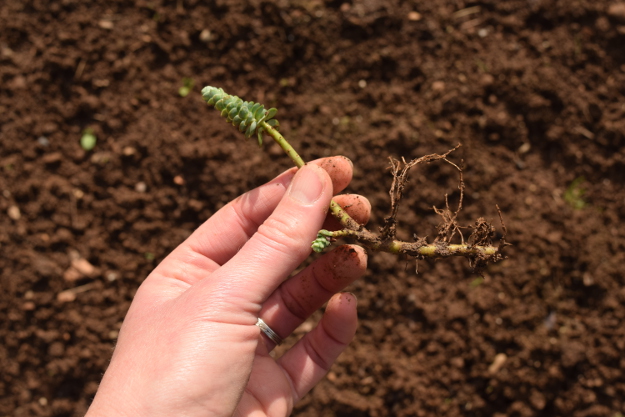 irishman's cuttings sedum anacampseros 031616 005