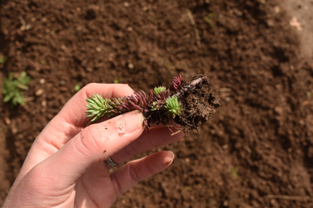 irishman's cuttings sedum forsterianum 031616 065