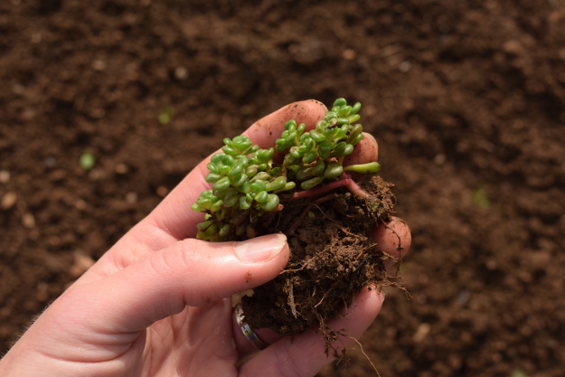 irishman's cuttings sedum oregonense 031616 003