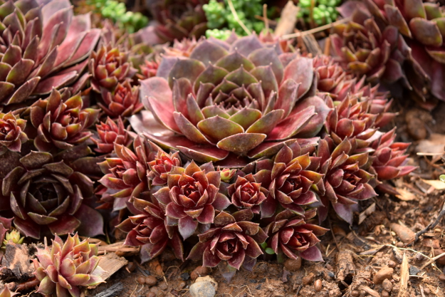 irishman's cuttings sempervivum 031616 059