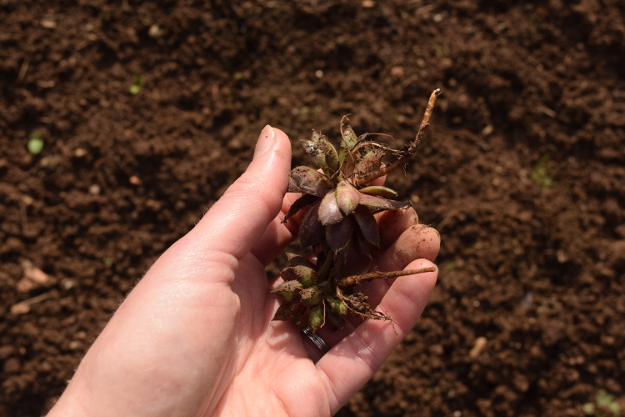 irishman's cuttings sempervivum cutting 031616 022