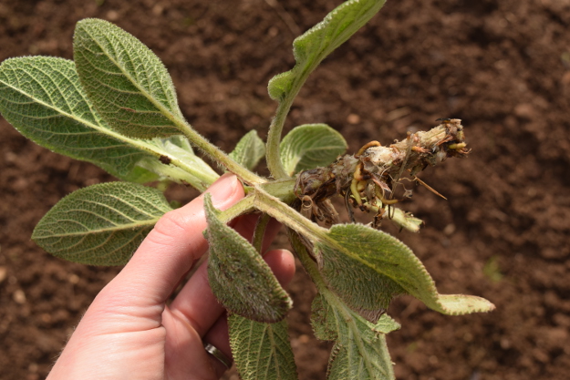 irishman's cuttings stachys helen von stein 031616 001