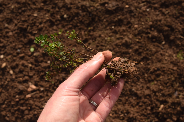 irishman's cuttings thyme 031616 016