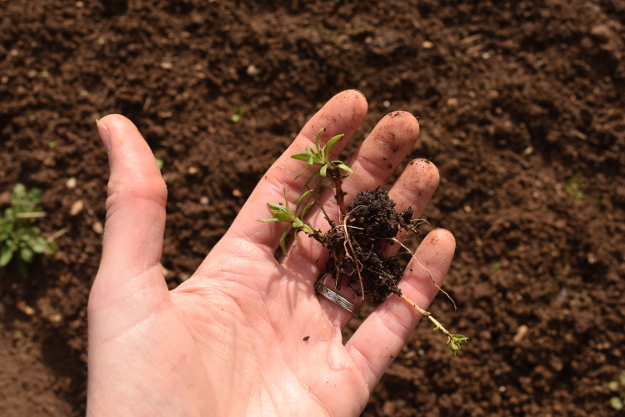 irishman's cuttings zauschneria epilobium 031616 046