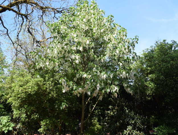 davidia involucrata dove tree at edgefield 041916 034