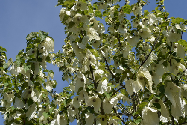 davidia involucrata dove tree bracts 041816 168