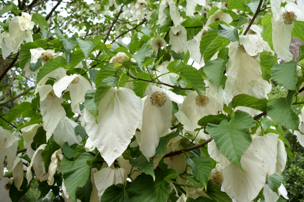 davidia involucrata dove tree bracts from side 041516 321