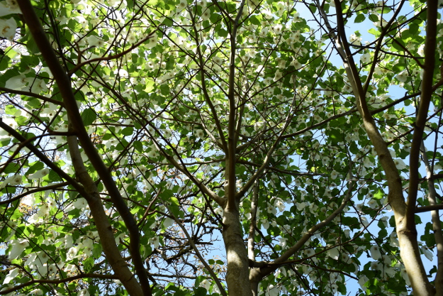 davidia involucrata dove tree branching structure 041916 060