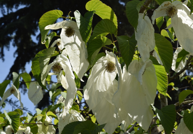 davidia involucrata dove tree bright bracts 041816 106