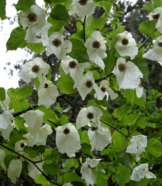 davidia involucrata dove tree directly below 041516 314