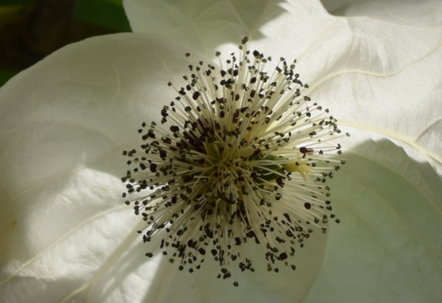 davidia involucrata dove tree extreme close up flower 041916 076