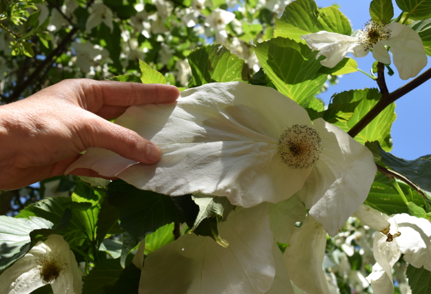 davidia involucrata dove tree flowers 8 inches 041916 043