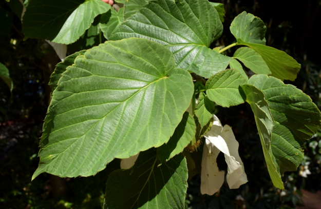 davidia involucrata dove tree foliage 041916 044