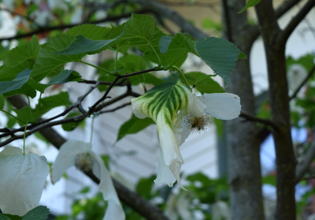 davidia involucrata dove tree green bract 041916 038