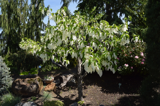 davidia involucrata dove tree sonoma 041816 104