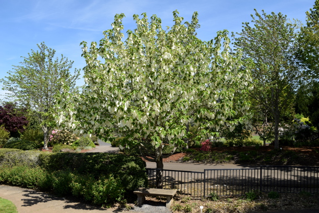 davidia involucrata dove tree whole tree 041816 165