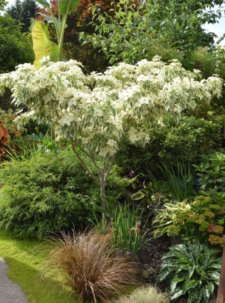 ANLD garden tour wagner dogwood 060816 2