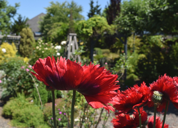 garden conservancy formal garden poppies 060516