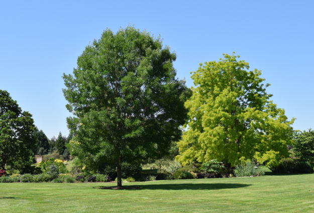 garden conservancy wetland trees 060516