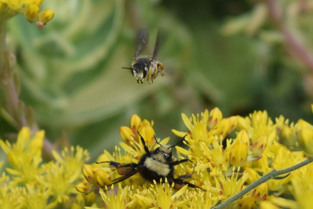 european wool carder bee anthidium manicatum attacks bumble bee 22 (5)